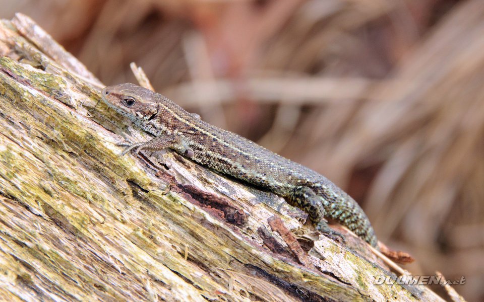 Viviparous Lizard (Zootoca vivipara)